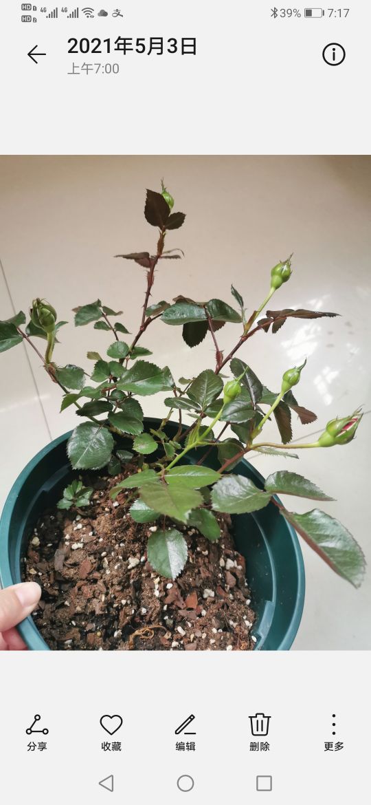 优秀月季品种推荐,正宗佛罗伦蒂娜月季