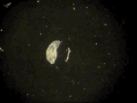 雌雄交配才叫性?不要被课本限制了想象力