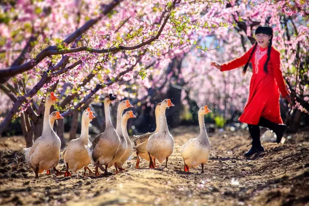 清明去哪儿玩|盘点那些值得打卡的北京周边小众景点！