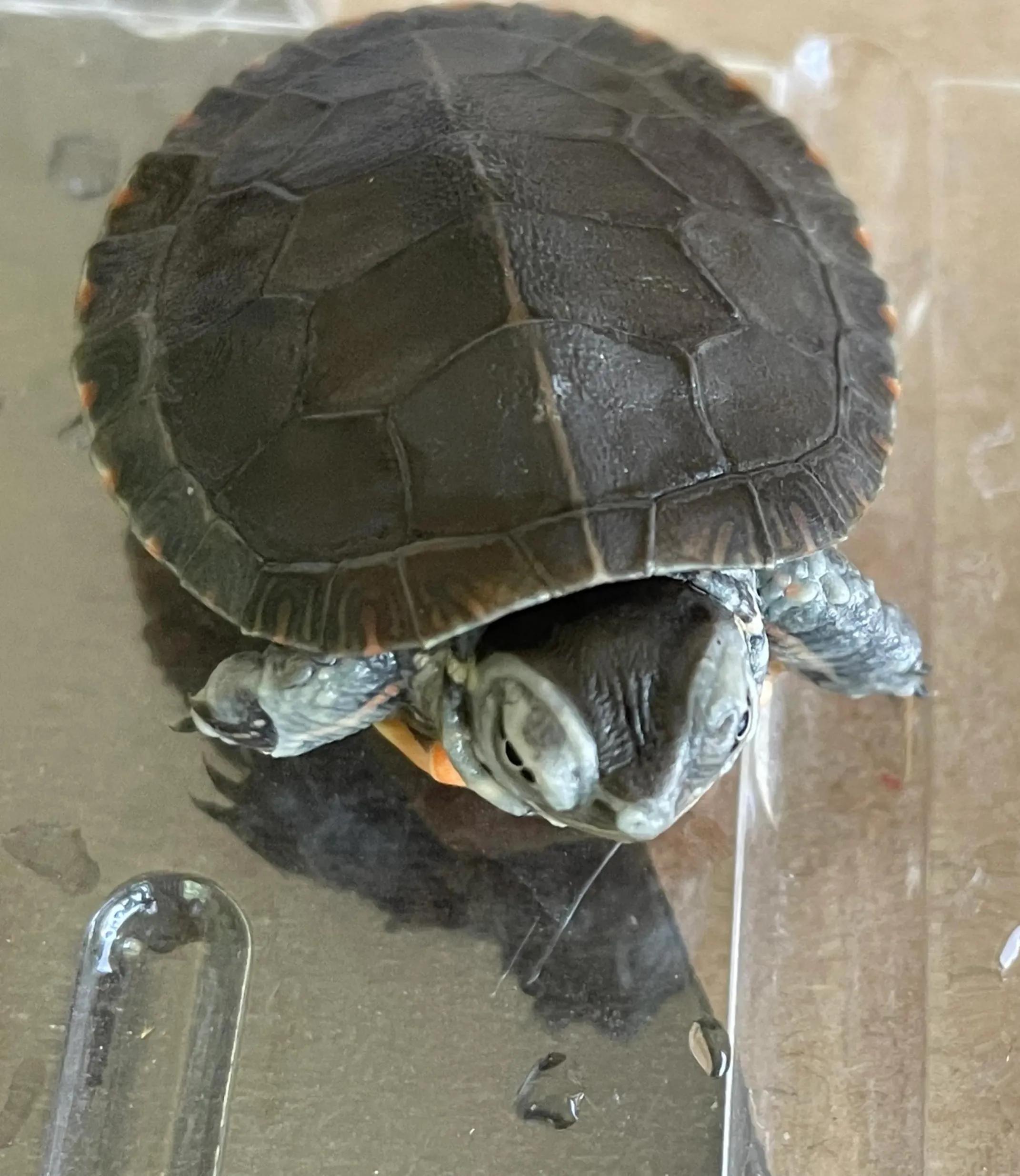 东锦龟底板腐甲怎么处理,西锦腐皮怎么处理