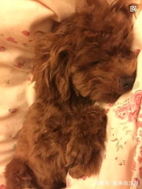 泰迪躲着你怎么办,泰迪黏主人