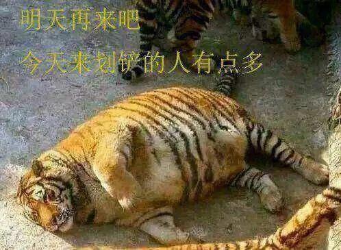 滑铲能不能收拾老虎,一个滑铲能收拾一只老虎吗