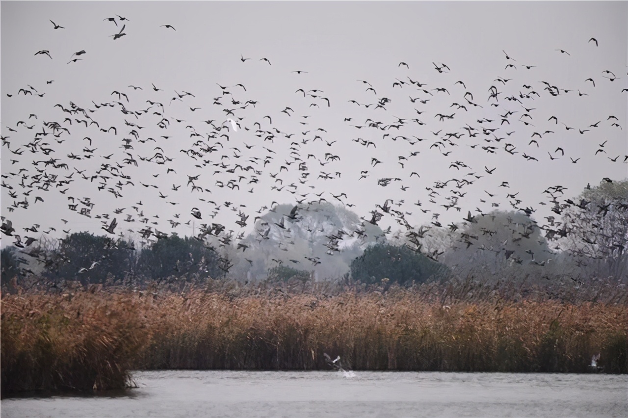 住杭州湾舒服吗,杭州湾新区适合住吗