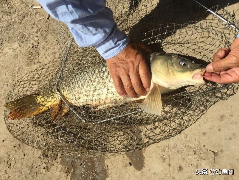 抛竿爆炸钩鲤鱼鲫鱼饵料选择,抛竿爆炸钩如何装饵料