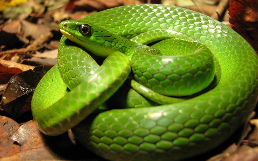 雄黄粉驱蛇与中药雄黄粉有区别吗,蛇最怕不是雄黄是什么