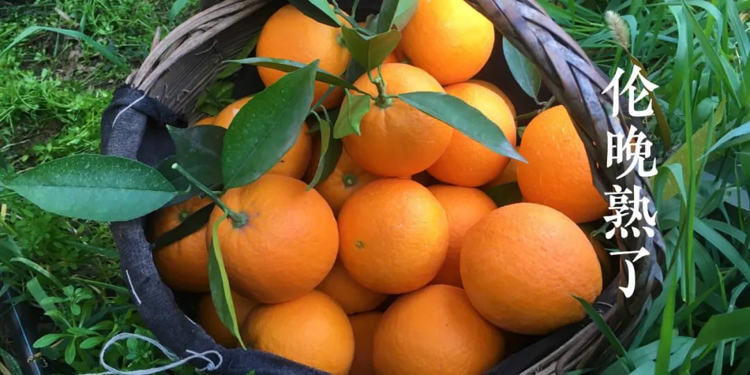 秭归夏橙和伦晚橙的区别,秭归伦晚帝王橙