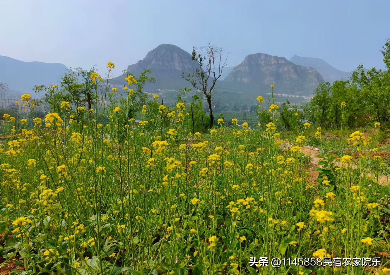 房山区风景好的民宿,十渡心悦院子