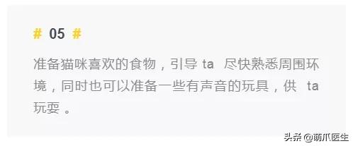 双目失明的猫咪好养吗,瞎了一只眼睛的猫能养吗