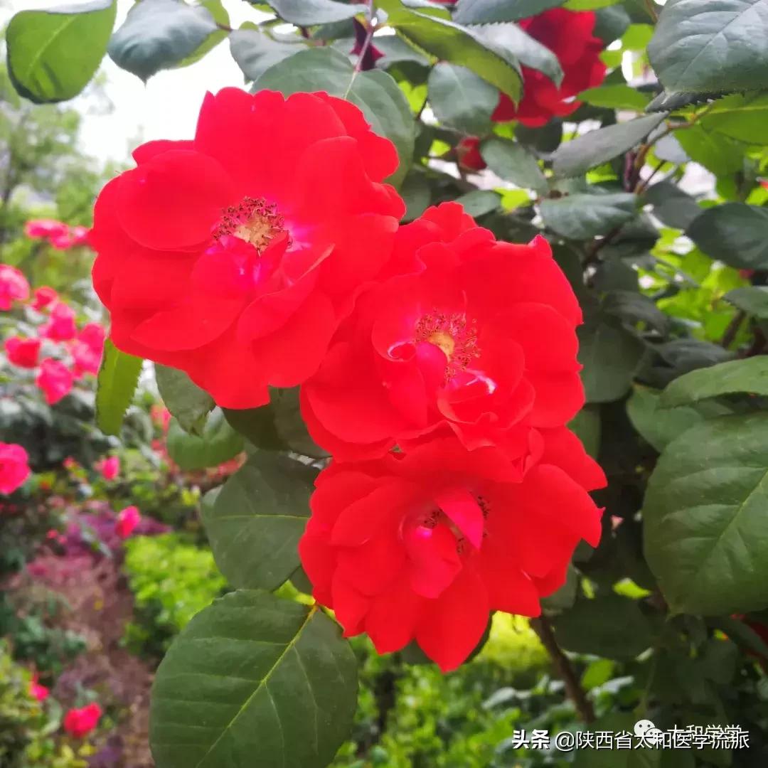 伤寒论扶正祛邪抗病毒,对伤寒论的认识和感悟