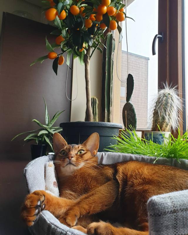 小奶猫什么时候可以不用保暖,除了无毛猫还有什么猫最丑