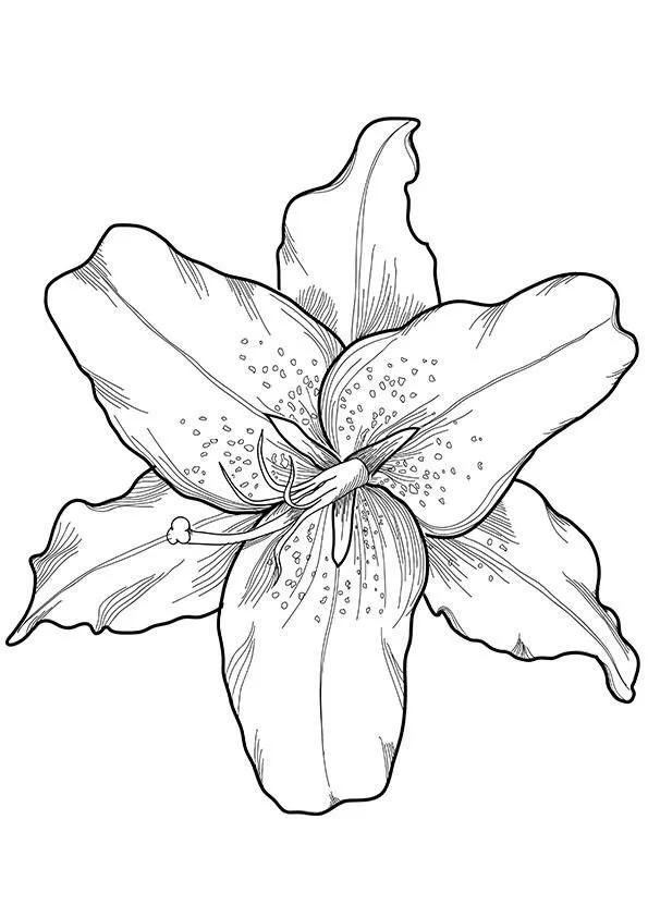 白描花卉线稿初学者,100幅白描花卉图片