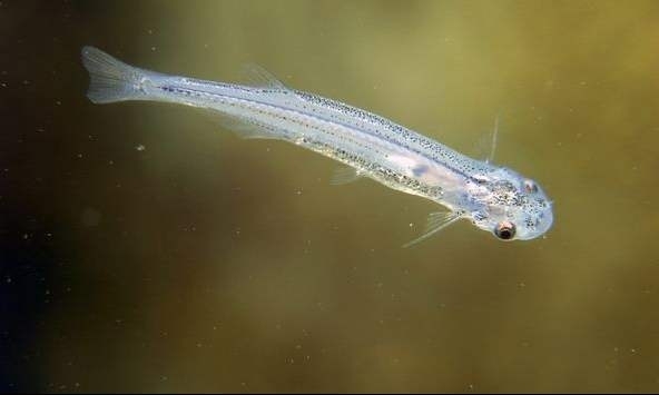 亚马逊魔鬼鱼,亚马逊食人鱼魔鬼鱼