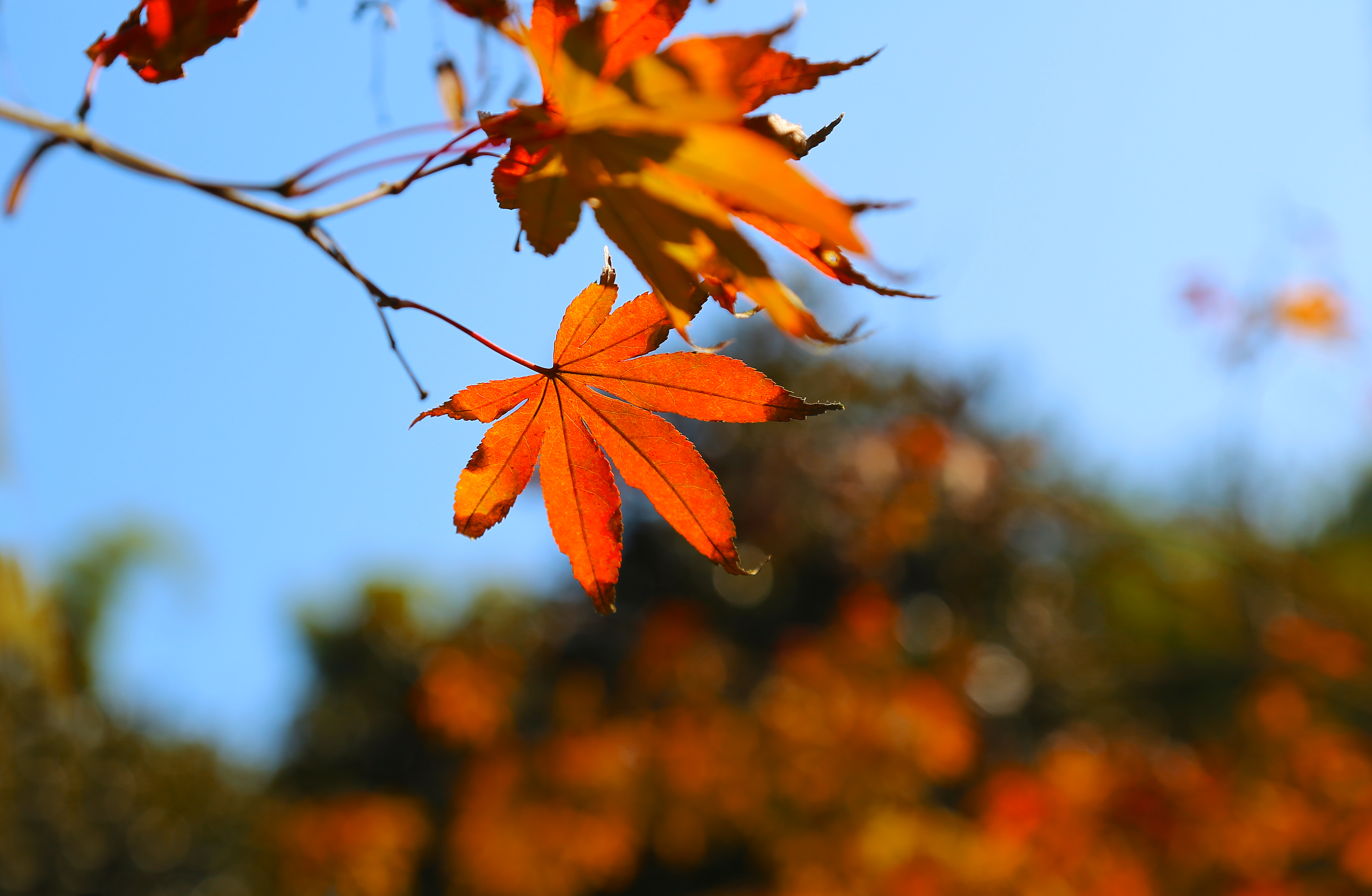 摄影后期色彩搭配原理与技巧,顶级摄影作品中的色彩运用