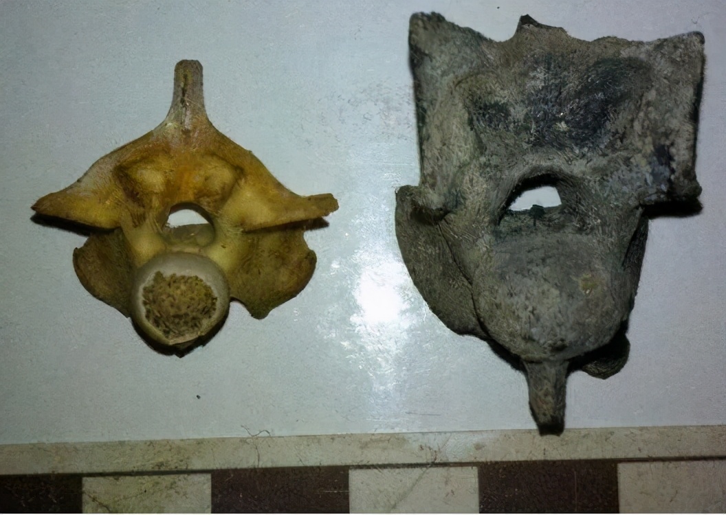 提着蛇尾用力一抖，能抖散蛇骨架吗？捕蛇生手不要去试