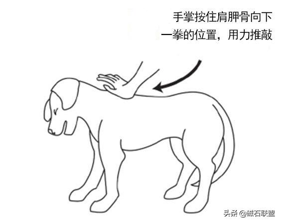 当狗狗误食有毒食物怎么办,收下这篇急救贴士,让您不再束手无策