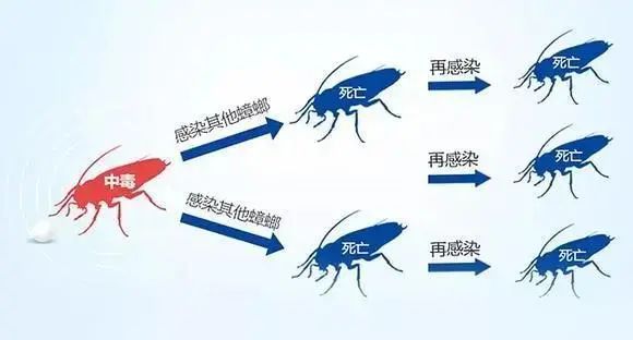 广州近期出现的变异蜗牛,深圳雨后巨型蜗牛