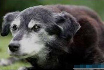 短腿狗腊肠犬,吉尼斯纪录最长的腊肠犬