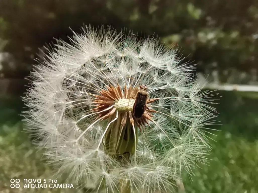 鍗庝负nova5璇勬祴瑙嗛,nova5鍗庝负鎵嬫満娴嬭瘎