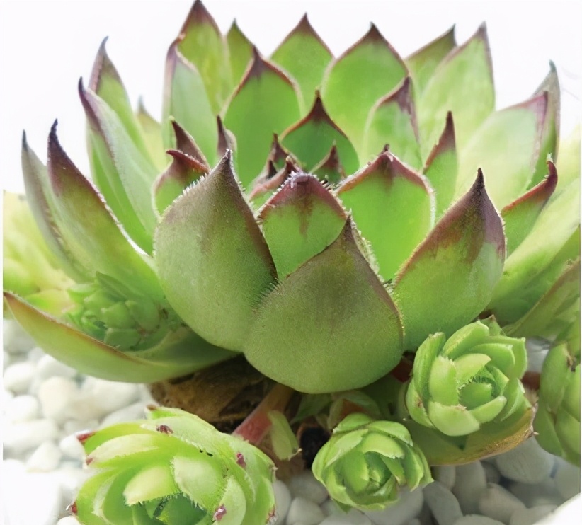 超全多肉术语42种多肉入门术语图文详解让你一文搞懂多肉术语