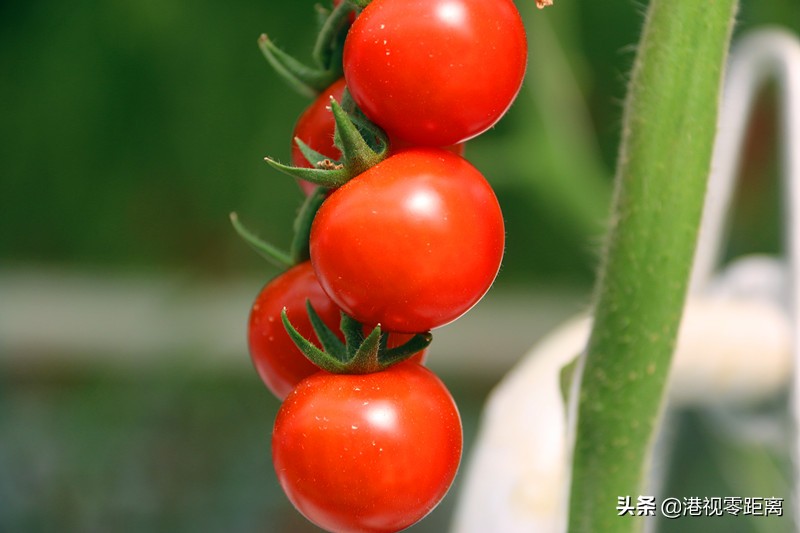 山西太谷杜氏番茄,杜氏番茄小镇