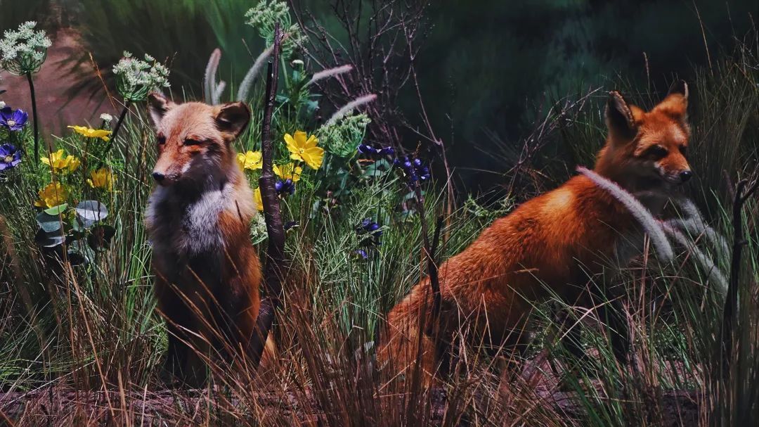 青岛贝林自然博物馆,青岛贝林博物馆门票优惠政策