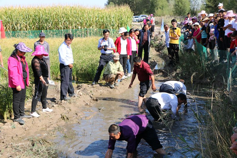 稻田养鱼致富新模式,稻田养蟹探索乡村产业发展新模式