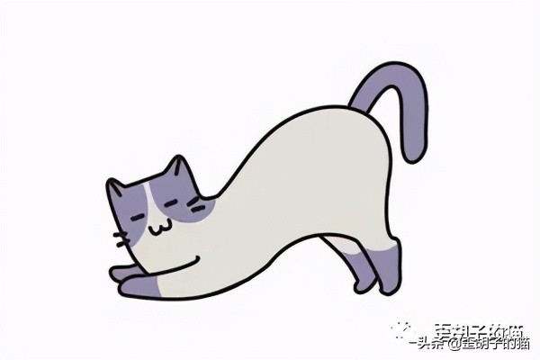 如何看出猫咪年龄有多大,如何判断猫咪的年龄