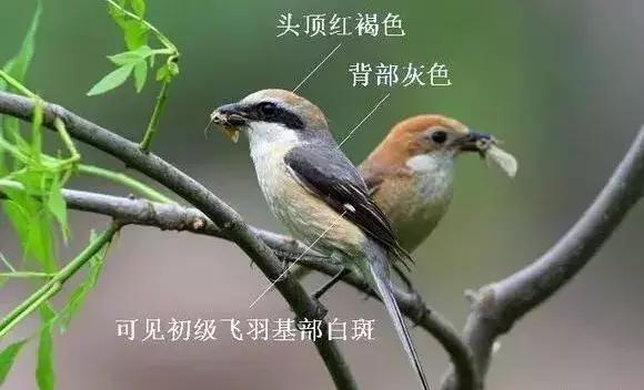 伯劳鸟饲养,没睁眼的伯劳怎样饲养