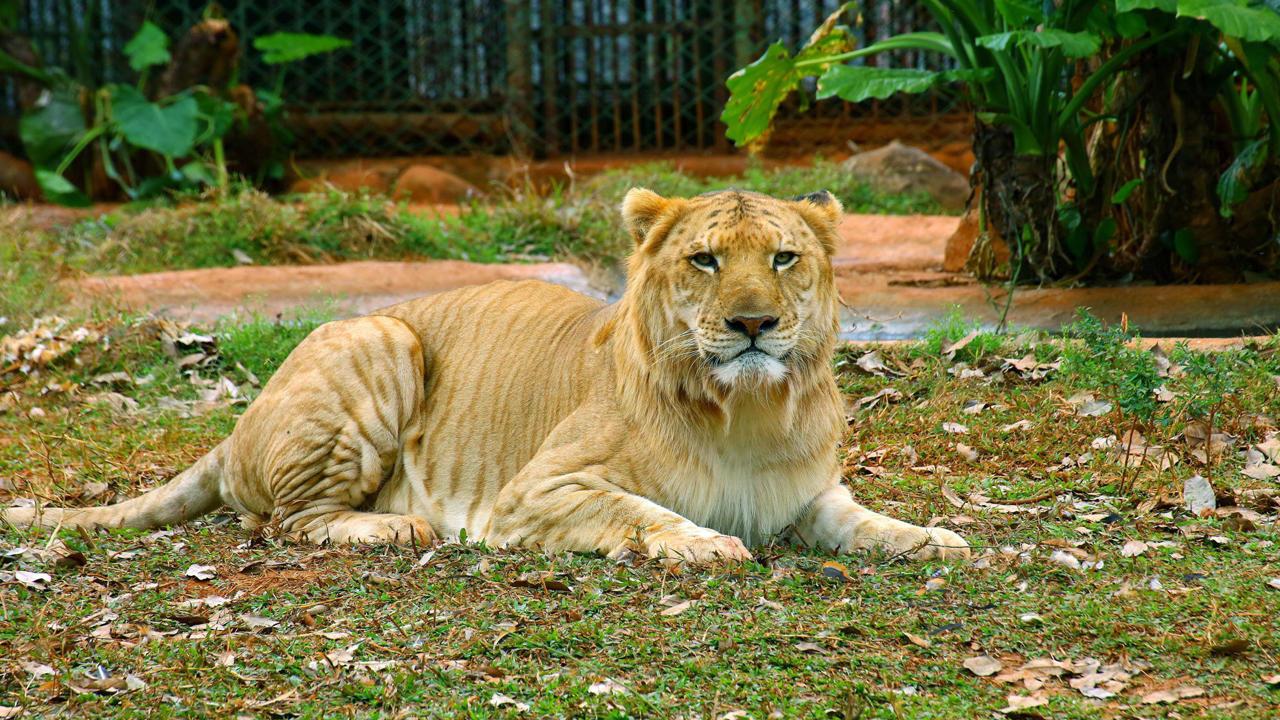 人类和猩猩有共同祖先吗,人类和大猩猩基因相似的原因