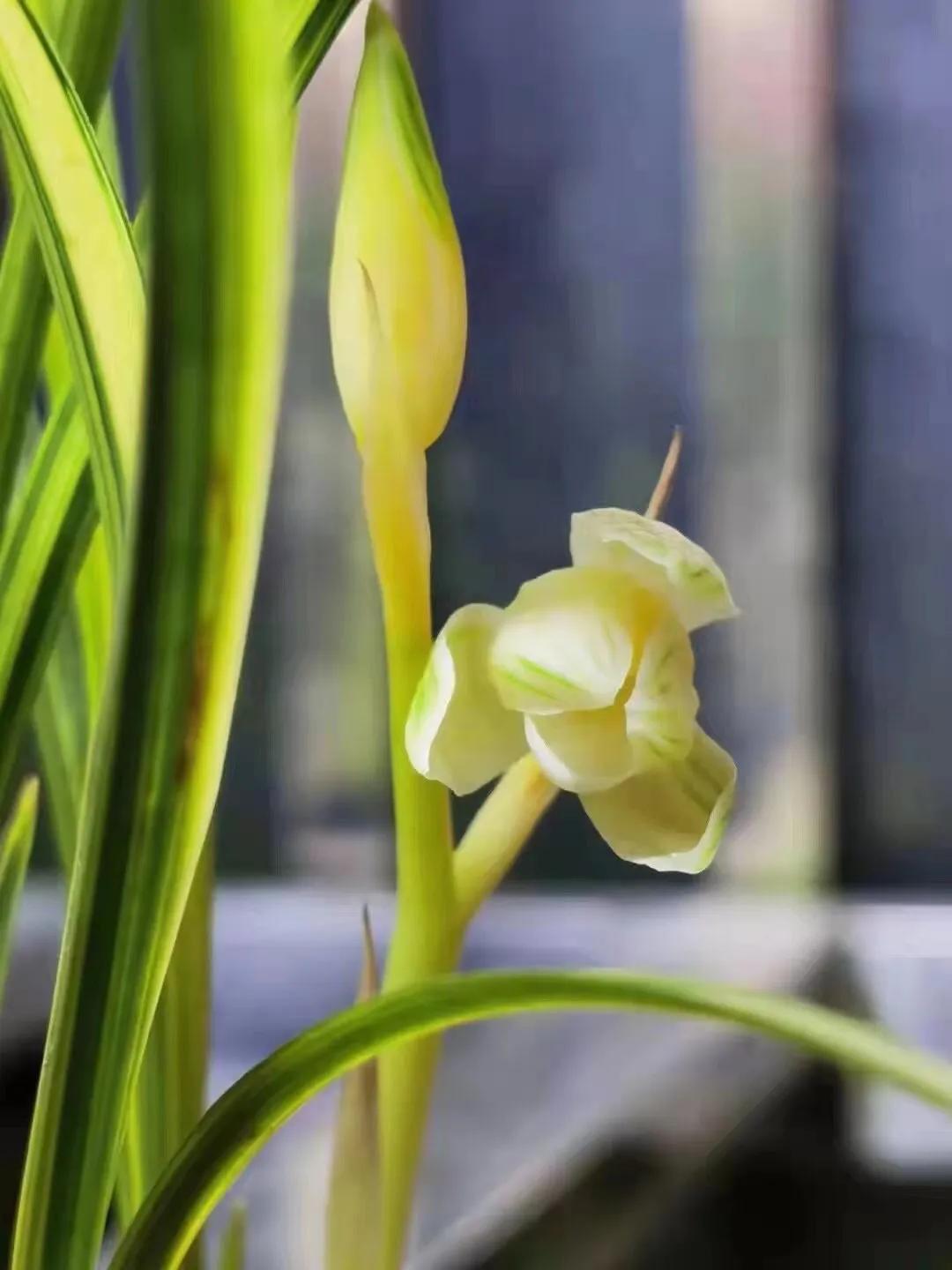 瑞雪兰花是什么品种,瑞雪兰花市场价多少