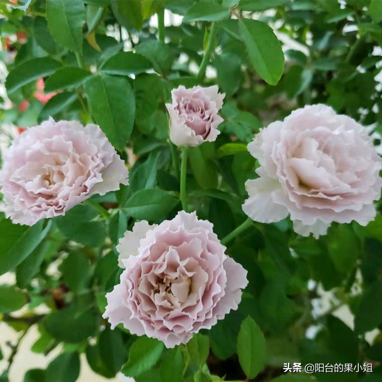 那棵叫蜻蜓的月季,仙气袅袅