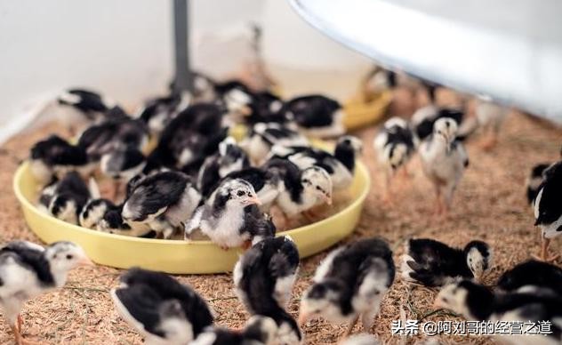 创业好项目课堂,赚钱快成本低的17种创业项目见效