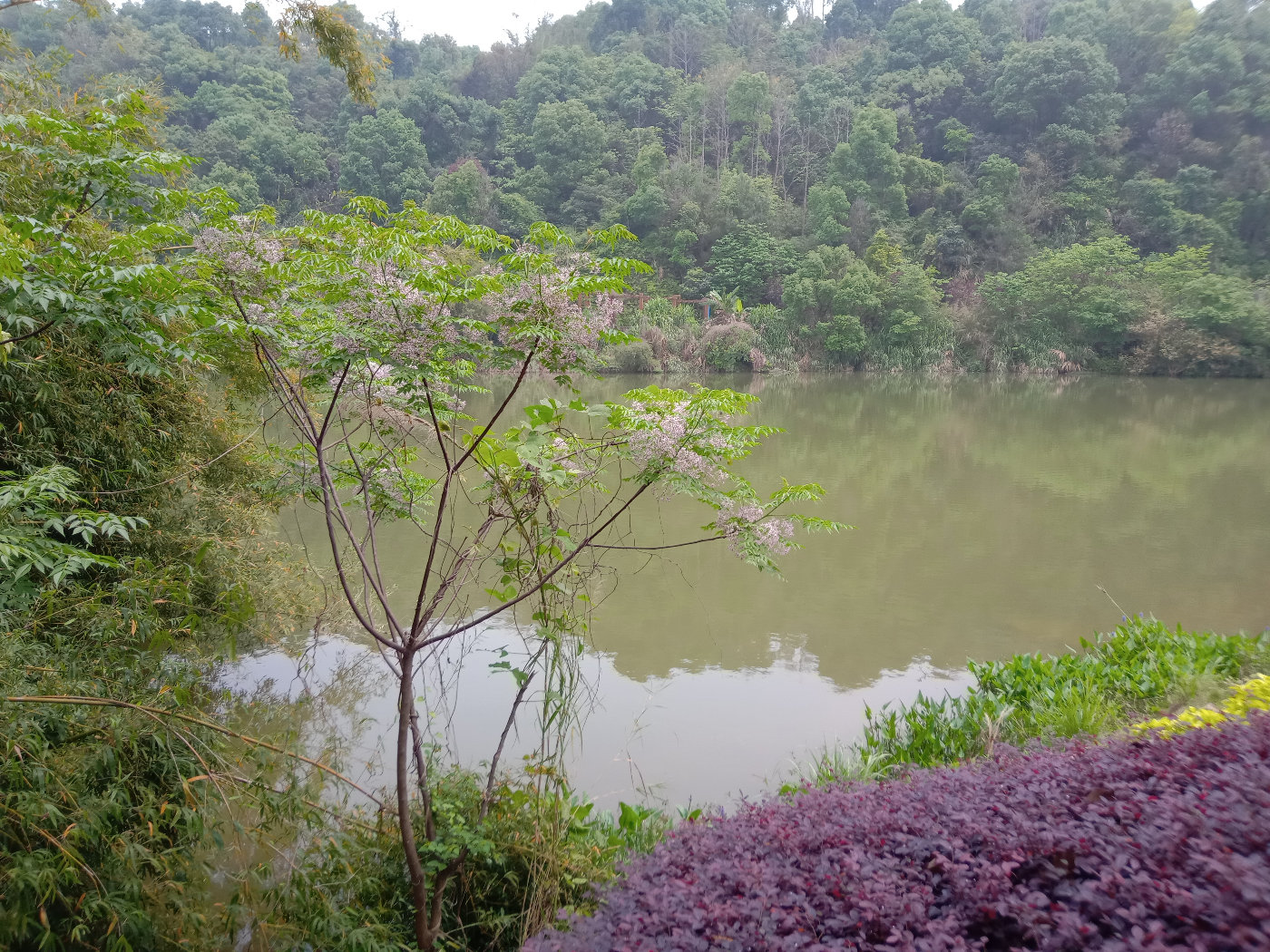 福州大学就像一座大公园，风景美到爆！最美的世界一流学科院校
