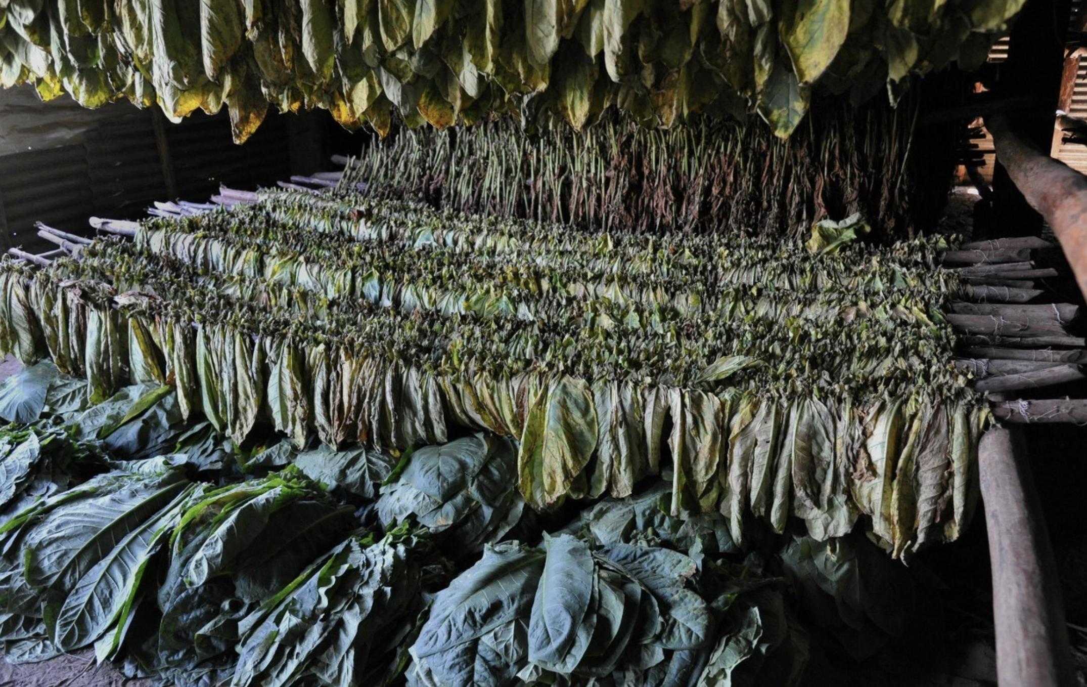 小猪说烟斗品牌,小猪说烟斗