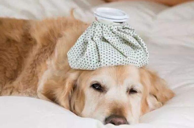 狗狗感冒了怎么办,狗狗感冒了怎么办一直吐舌头