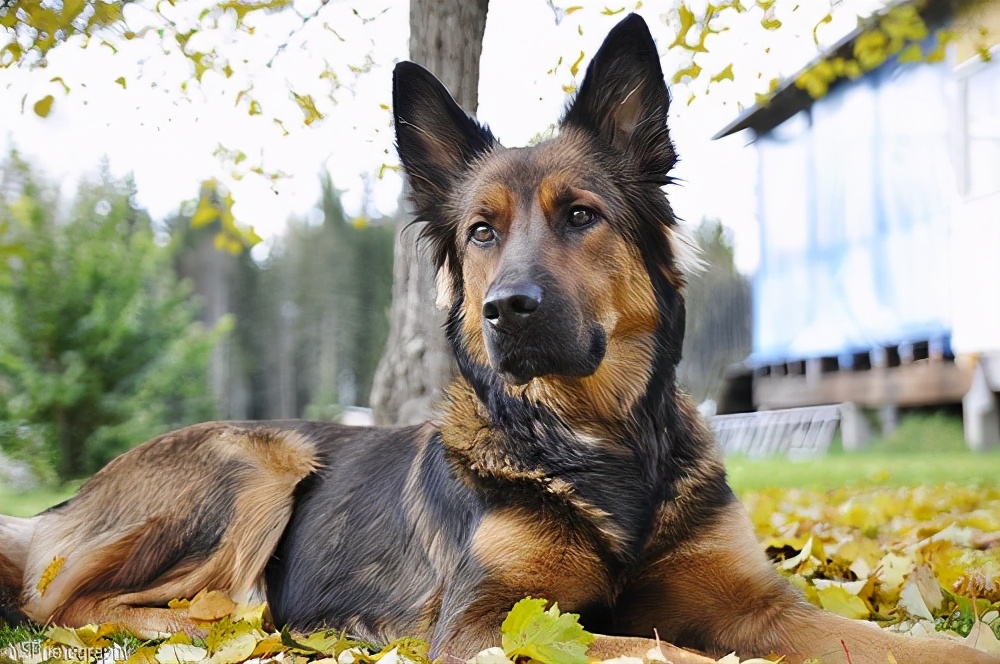 狗狗尿后偶尔滴血点,狗狗尿红色尿液可以洗澡吗