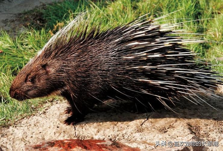 豪猪的生活习性有哪些,刺猬和豪猪是什么习性