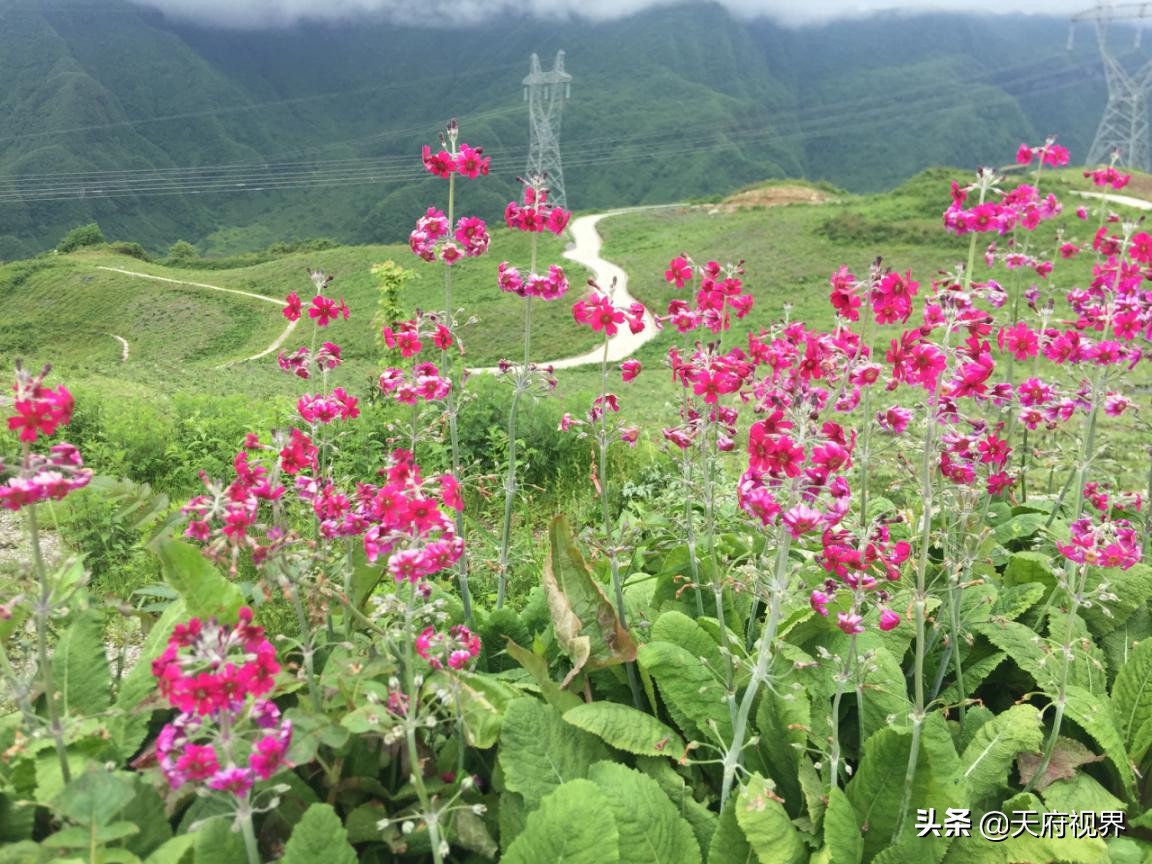 大山深处的回忆,大山深处的回忆图片
