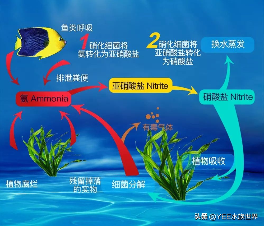 购买硝化细菌性价比高,硝化细菌买液态的好还是买胶囊好