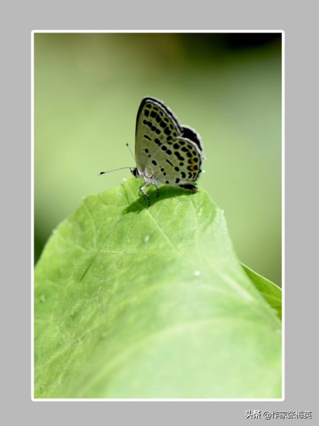 新生儿屁股上的淤青是怎么造成的,为什么刚出生的婴儿屁股上有淤青