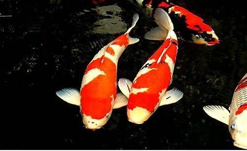 怎样把鱼缸的锦鲤养好,新手鱼缸养锦鲤的正确方法