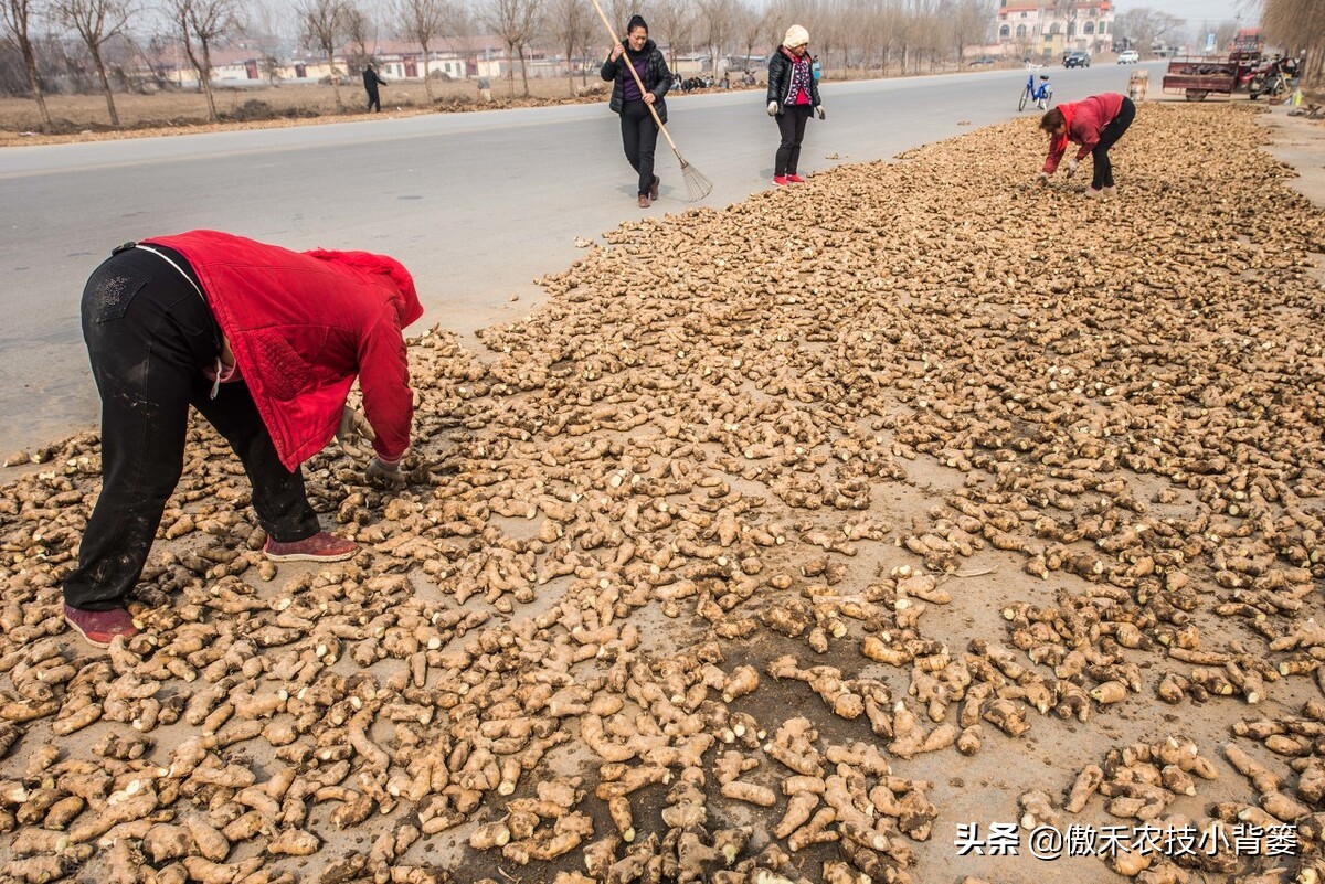 红薯高产种植技术及管理方法,芋头高产种植技巧与管理方法