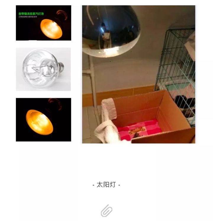 新手养刚出生的小奶猫怎么养,刚出生的小奶猫如何喂养才能养活