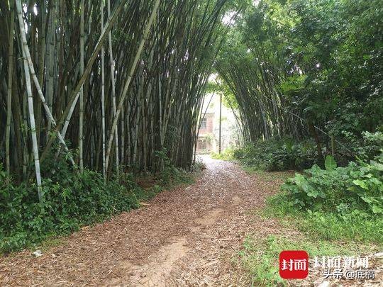 起底奸杀“百香果女孩”罪犯：喜欢偷妇女内衣裤，曾尾随骚扰多名女孩，其家长只会说马上教训