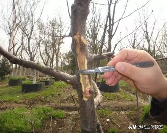 小区绿化日常养护工作内容,小区绿化养护多少钱一个平方