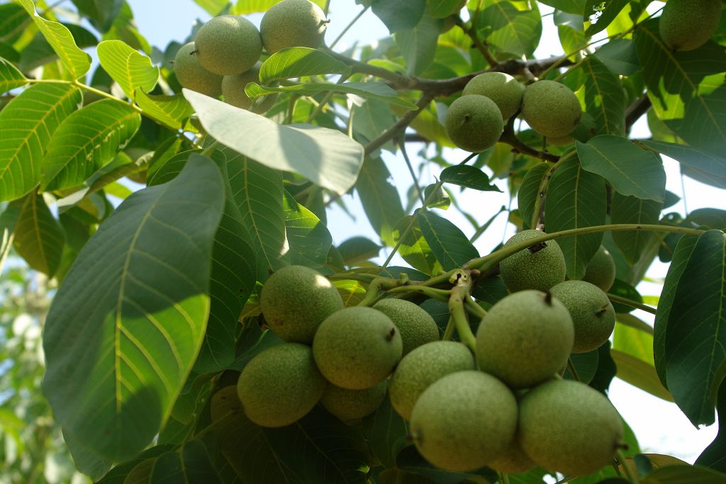 核桃树的果实形状及颜色,核桃树的花与果