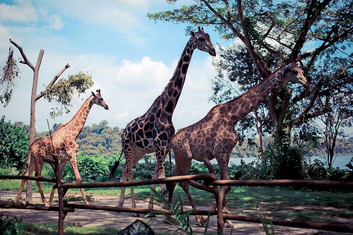 新加坡三个动物园哪个最好,新加坡动物园哪个最值得去看