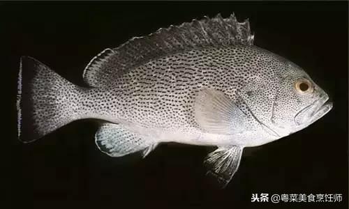 名贵海鲜食材排名,名贵海鱼大全图片