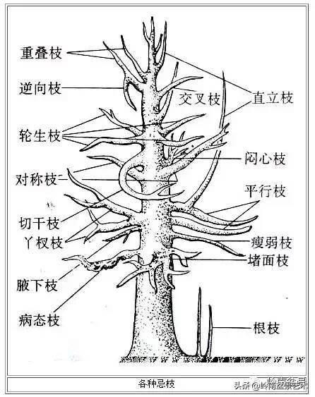 盆景修剪入门书籍,盆景修剪培训视频教程
