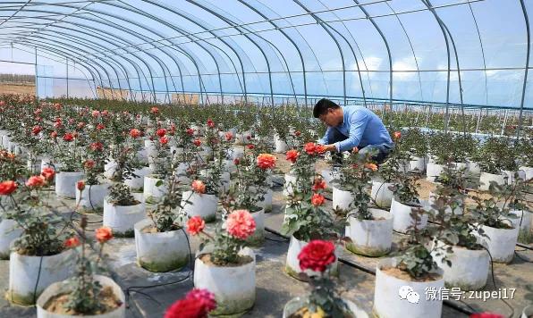 塑料圆拱形大棚,拱形温室大棚